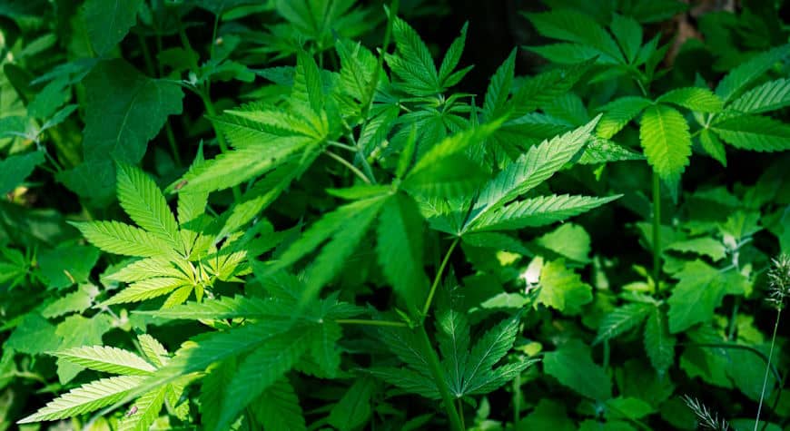 inquilino condenado uso indebido vivienda plantación clandestina marihuana